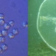 Illustration for article titled This Microbial Animal Threw the Evolutionary Rulebook Out the Window